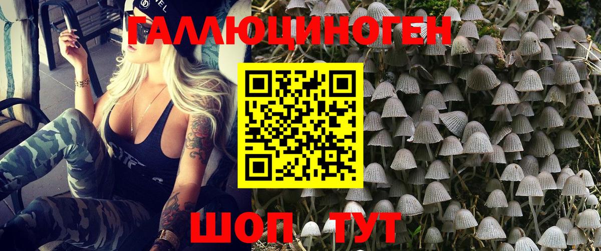 Псилоцибиновые грибы Psilocybe Иваново